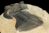 Bargain, Zlichovaspis Trilobite - Atchana, Morocco #100386-5